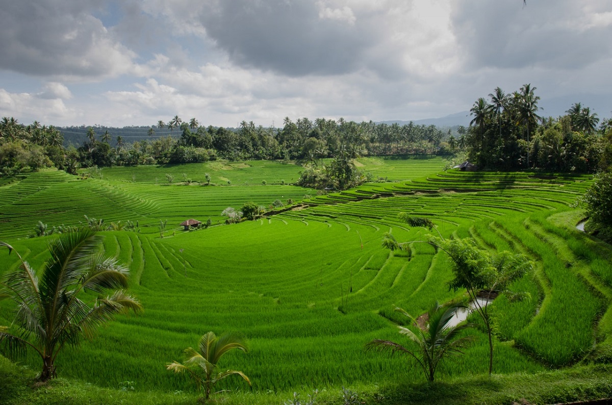 Bali Rice Field | Travel Insurance | Hippo.co.za