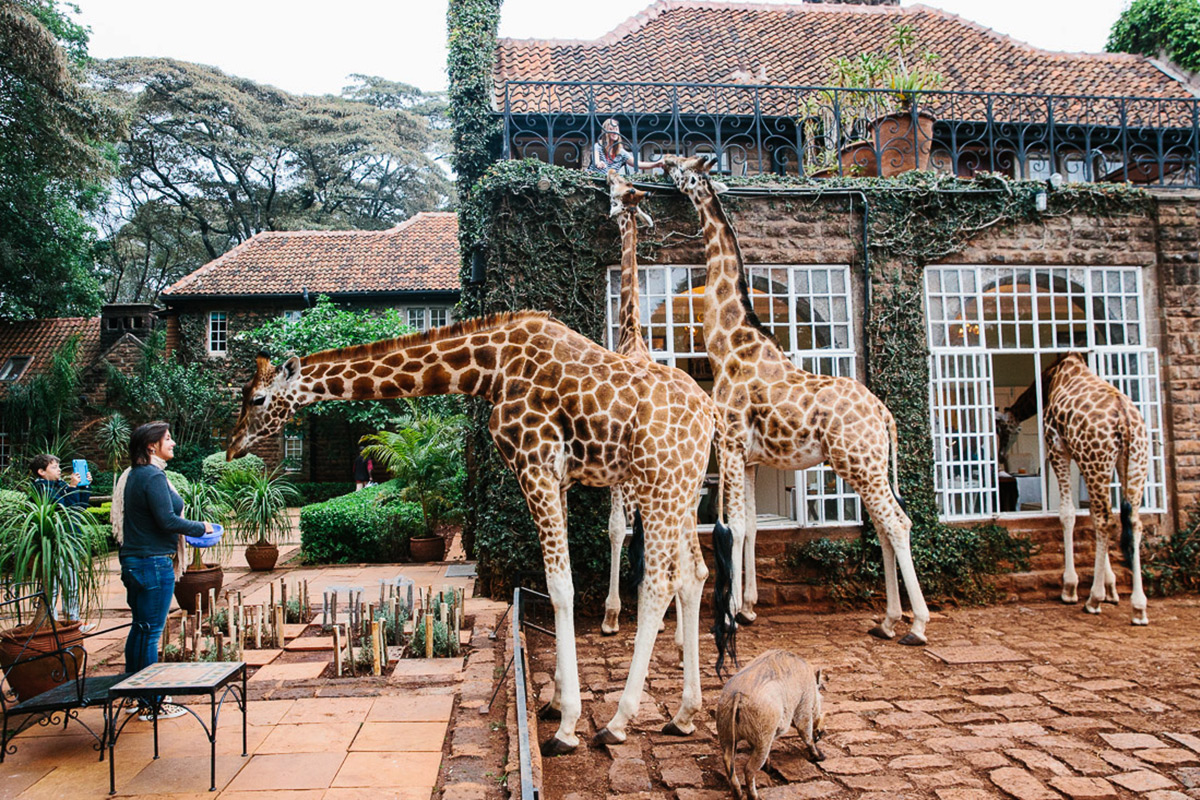 Giraffe Manor | A Guide to Kenya | Travel Insurance | Hippo.co.za
