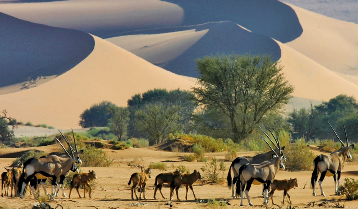 Namibian Gemsbok | Travel Insurance | Hippo.co.za