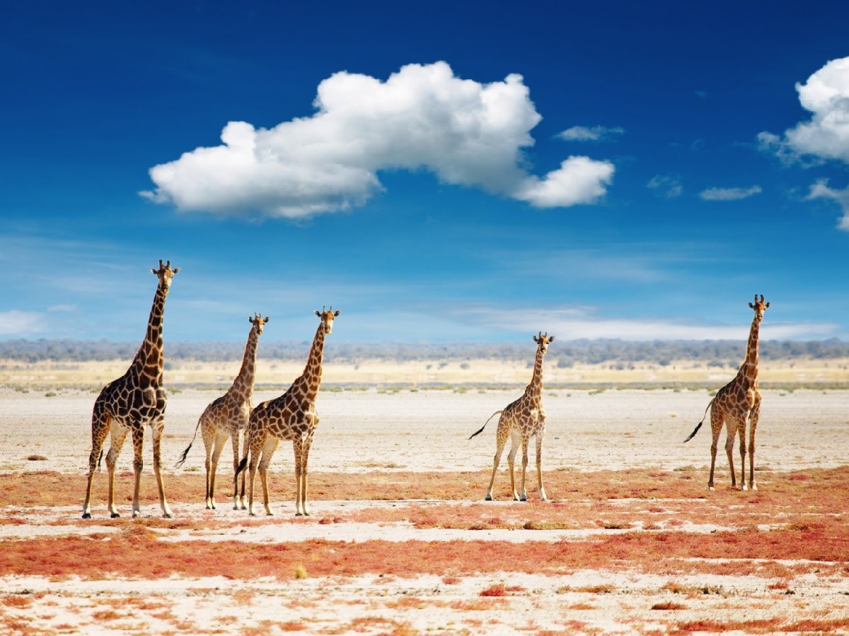 Namibian Giraffe | Travel Insurance | Hippo.co.za