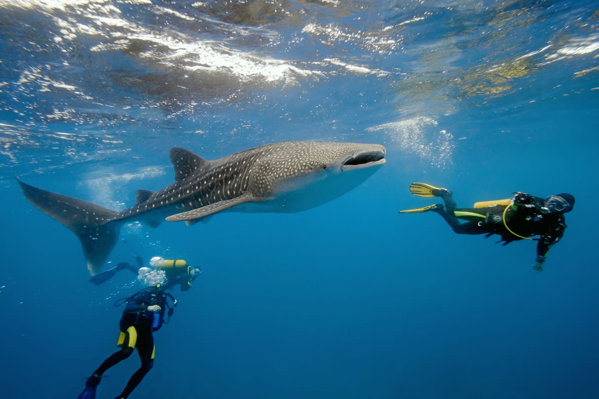 Diving in Mozambique | Travel Insurance | Hippo.co.za