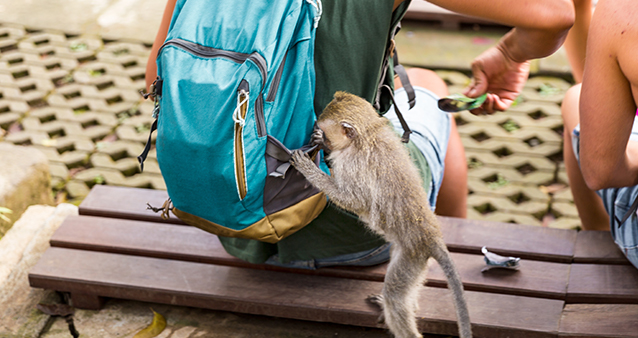Travel insurance pays out after monkey steals from tourist backpack