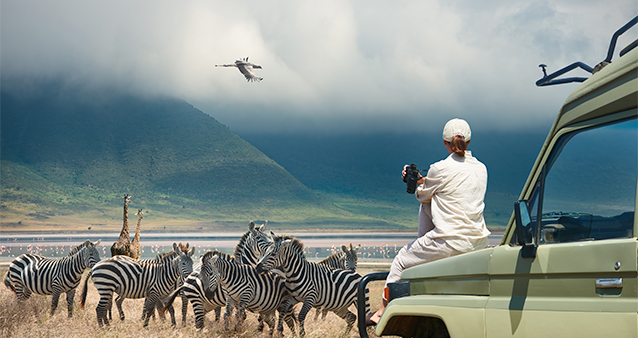 Woman on safari sitting on a car in front of a herd of zebras
