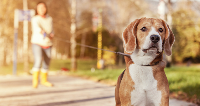 Dog Bites: The Insurance Risk