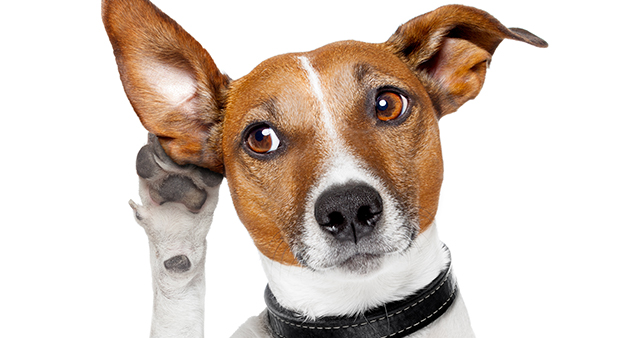 Pet Peeve? The Truth About Dog Registration