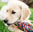 Dogs Grooming Tips for Beginners