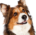 Common Older Dog Ailments