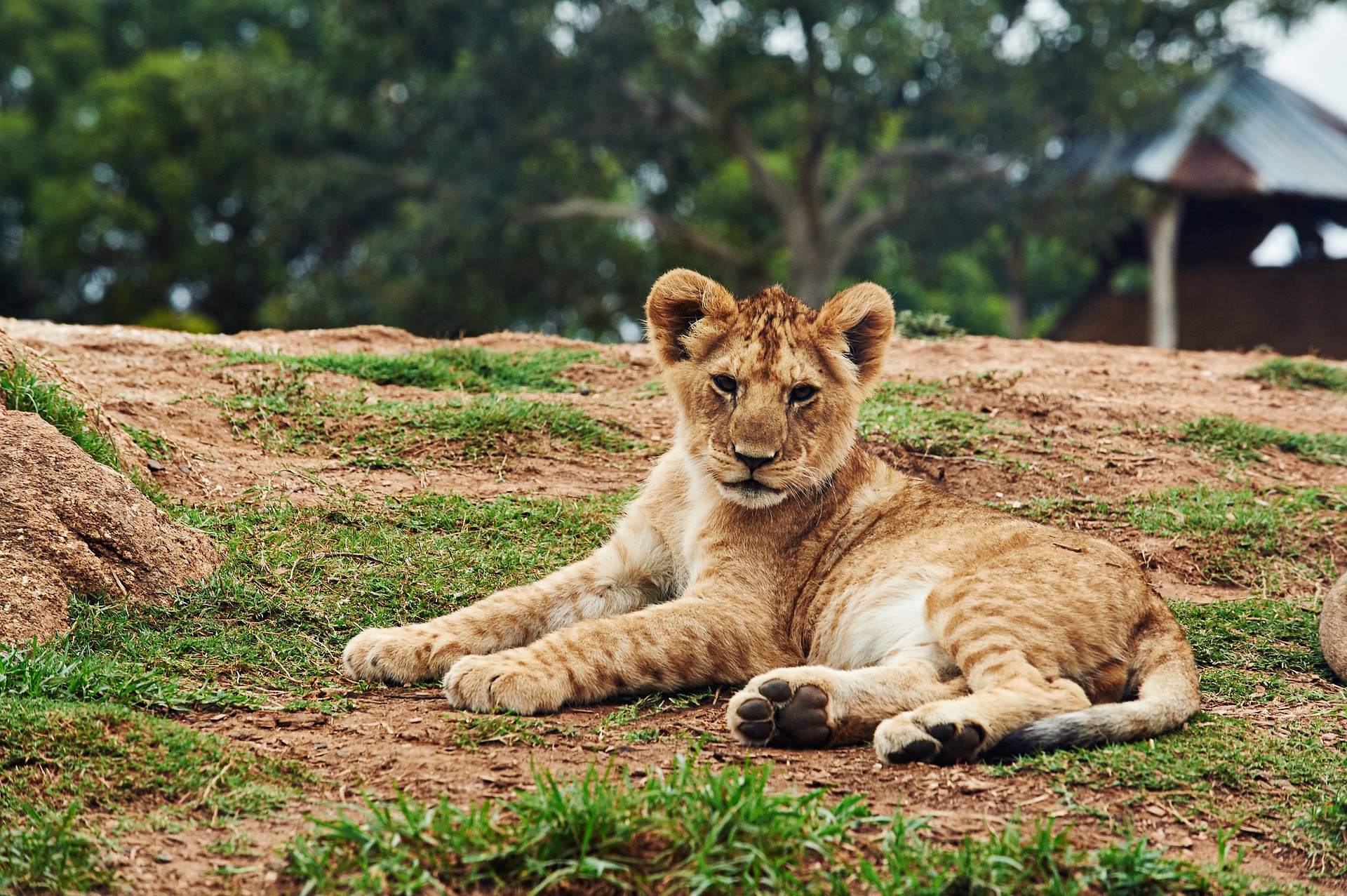Lion Cub | Travel Insurance News| Hippo.co.za