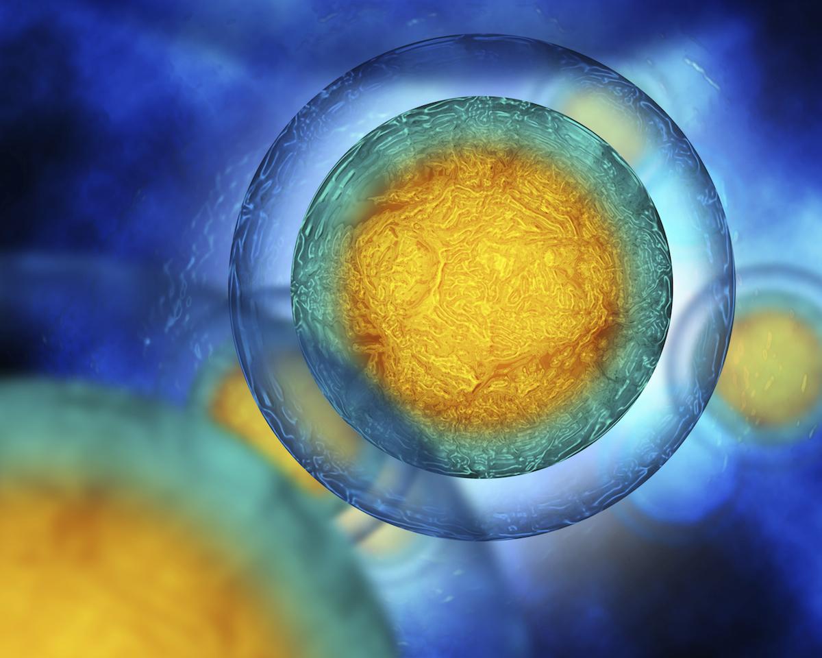 Cells Under Microscope | Medical Aid | Hippo.co.za