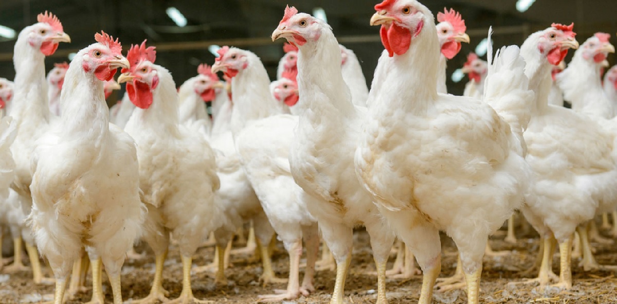 South Africa’s Poultry Industry in Crisis