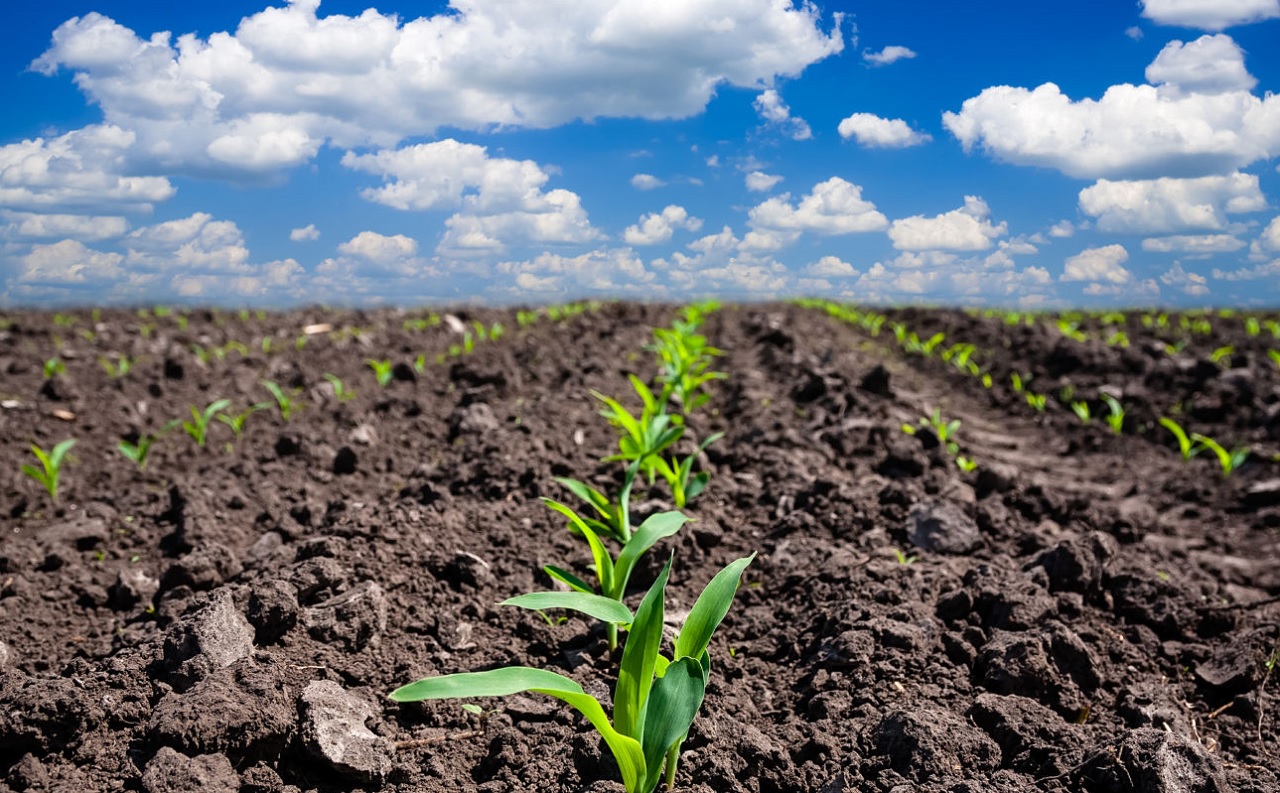 What Does South Africa’s Proposed New Land Bill Mean?