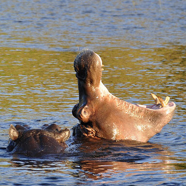 Hippopotamus rising out of the water with mouth wide open.