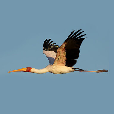 A crane flying through blue skies.