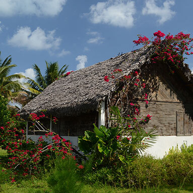 Thatched wooden house nestled in between a lush garden.