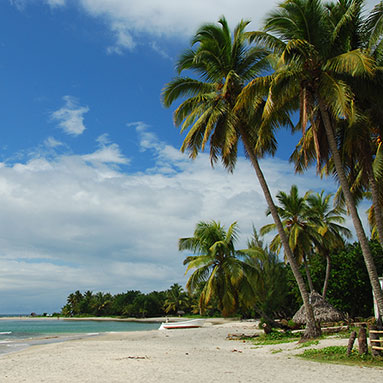 Tropical beachfront lined with palm trees.