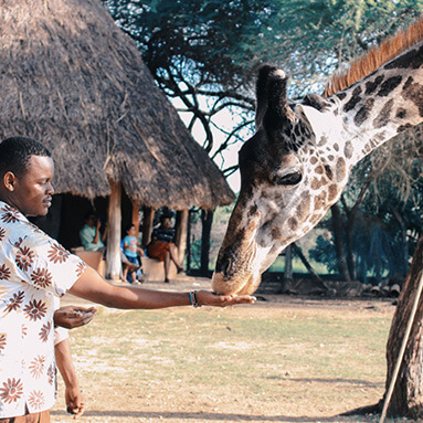 Man feeding giraffe out of his hand, with family under a thatched roof in the background