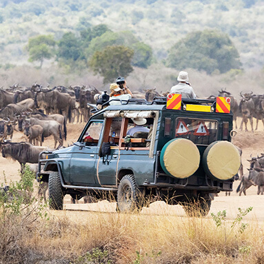 Tourists riding inside an SUV while buffalo watching with binoculars