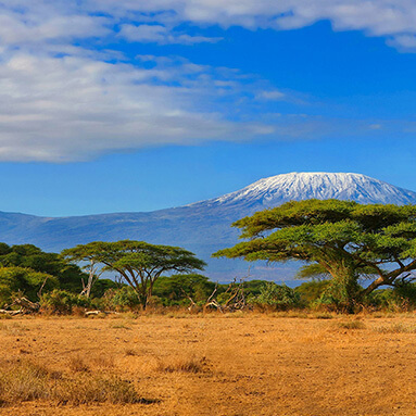 Breathtaking view of snow-capped Mount Kilimanjaro, with grass and trees at the bottom and stark blue skies and small white clouds.