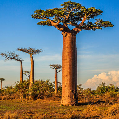 Baobab trees in the daylight.