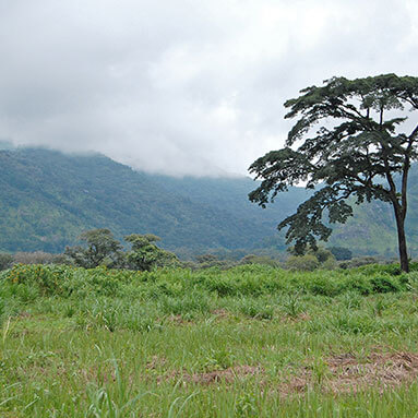 Tree with mountain in the background.