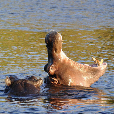 Hippopotamus with mouth wide open while rising out of okavango river