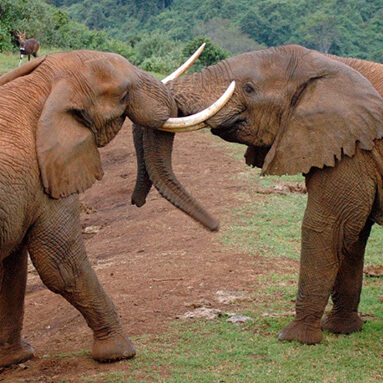 Two bull elephants with tusks locked in Kenya