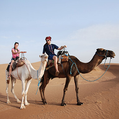 2 camels in Moroccan desert with dunes in background.