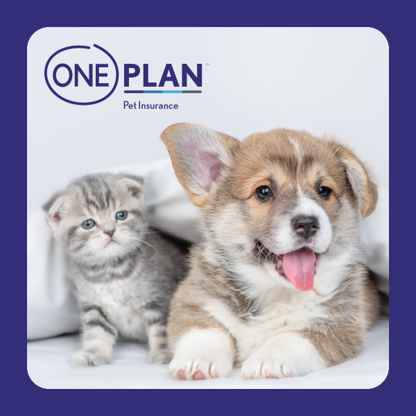 Oneplan | Pet Insurance Oneplan | Pet Insurance