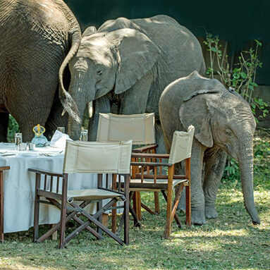 Baby elephants interrupting outdoor white table lunch