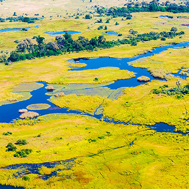Topical view of green Ntwetwe pan in Botswana covered in vegetation with pockets of water.