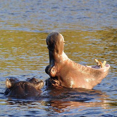 Hippopotamus with mouth wide open while rising out of okavango river Hippopotamus with mouth wide open while rising out of okavango river