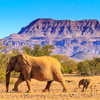 Namibian desert and elephants under blue sky with mountains in the horizon